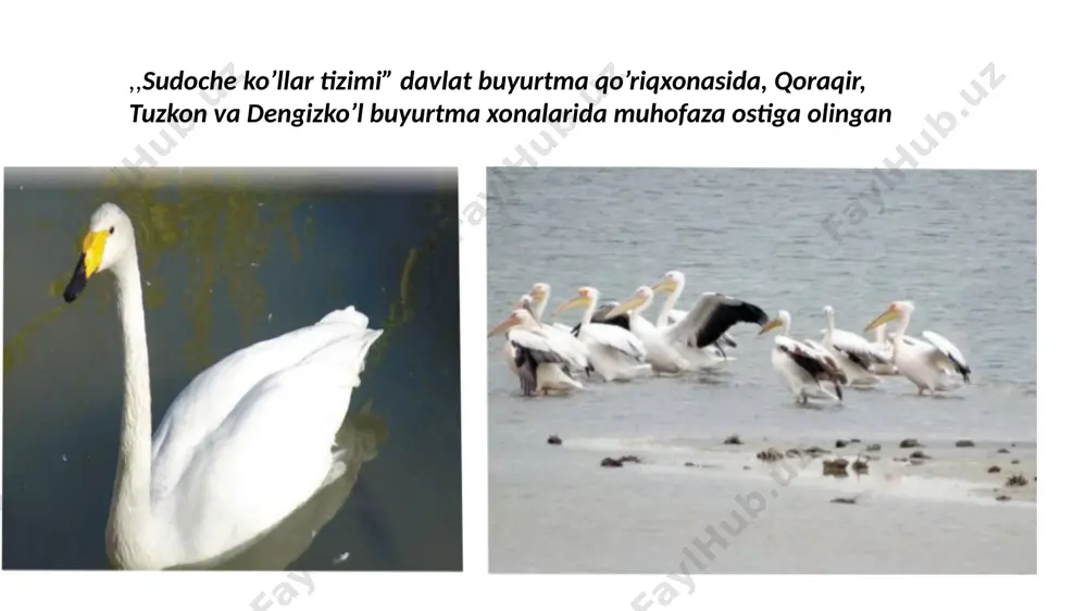 a ega, ayniqsa, suvda suzuvchi qushlarning yashash joylari boʻlgan suv botqoqlik joylar toʻgʻrisida”gi konvensiyalarga qoʻshildi. o’zbekiston respublikasi fanlar akademiyasi qoshidagi zoologiya institutida ornitalogiya labaratoriyasi tashkil etilgan boʻlib, u yerda respublika mintaqasida uchrovchi qushlarning biologiyasi, ekologiyasi, etologiyasi, inson mehnat faoliyati mahsuliga ahamiyati, turlar va ularni yashash joylariga ta’sir ko‘rsatuvchi omillar, barqaror foydalanish hamda ularni saqlab qolishga doir muammolarni o‘rganish bilan shug‘ullandi. e’tiboringiz uchun raxmat abdusalomova sabina vohidjonovna image1.jpeg image2.jpeg image3.jpeg image4.jpeg image5.jpeg image6.jpeg image7.jpeg image8.jpeg image9.jpeg image10.jpeg image11.jpeg image12.jpeg image13.jpeg image14.jpeg image15.jpeg image16.jpeg image17.jpeg /docprops/thumbnail.jpeg