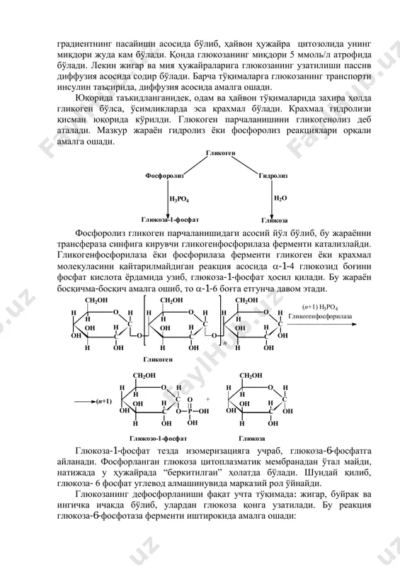 транспорт (nа + боғлиқ симпорт) механизми асосида кўчирилади. глюкозанинг қондан ҳужайрага оқими 110 галактоза 100 глюкоза 43 фруктоза 19 манноза 15 ксилоза 9 арабиноза градиентнинг пасайиши асосида бўлиб, ҳайвон ҳужайра цитозолида унинг миқдори жуда кам бўлади. қонда глюкозанинг миқдори 5 ммоль/л атрофида бўлади. лекин жигар ва мия ҳужайраларига глюкозанинг узатилиши пассив диффузия асосида содир бўлади. барча тўқималарга глюкозанинг транспорти инсулин таъсирида, диффузия асосида амалга ошади. юқорида таъкидланганидек, одам ва ҳайвон тўқималарида захира ҳолда гликоген бўлса, ўсимликларда эса крахмал бўлади. крахмал гидролизи қисман юқорида кўрилди. глюкоген парчаланишини гликогенолиз деб аталади. мазкур жараѐн гидролиз ѐки фосфоролиз реакциялари орқали амалга ошади. фосфоролиз гликоген парчаланишидаги асосий йўл бўлиб, бу жараѐнни трансфераза синфига кирувчи гликогенфосфорилаза ферменти катализлайди. гликогенфосфорилаза ѐки фосфорилаза ферменти гликоген ѐки крахмал молекуласини қайтарилмайдиган реакция асосида -1-4 глюкозид боғини фосфат кислота ѐрдамида узиб, глюкоза-1-фосфат ҳосил қилади. бу жараѐн босқичма-босқич амалга ошиб, то -1-6 боғга етгунча давом этади. глюкоза-1-фосфат тезда изомеризацияга учраб, глюкоза-6-фосфатга айланади. …