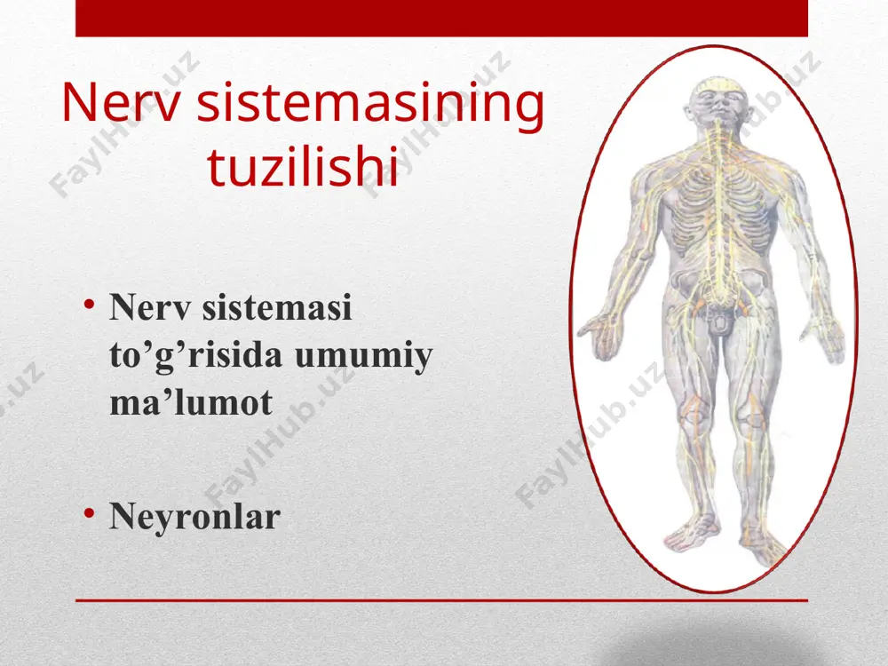 uchaytiradi 7.o’t ishlab chiqarish sekinlatadi kuchaytiradi * bosh miya quyidagi qismlardan iborat: nerv tizimining vazifaviy-tarkibiy birligi - nerv hujayrasi bo'lib, u o'zidan chiqayotgan o'simtalari bilan birga neyron deb ataladi. neyronlar o'lchami, shakli, o'simtalarining soni va uzunligiga qarab turli xil bo'ladi. tuzilishi, vazifasi va aloqasiga ko’ra neyronlarning turlari: o'simtalari tuzilishi va vazifasiga ko’ra: sezuvchi neyronlarni dendritlarining uchlarida qabul qiluvchi apparat - retseptor joylashgan. retseptor ta’sirni qabul qilib, uni nerv impulsiga aylantiradi. retseptorlarning joylashishiga qarab quyidagi turlarga bo'linadi: oraliq yoki assotsiativ neyron qo'zg'alishini sezuvchi neyrondan harakat neyroniga o'tkazib beradi. bu neyronlar markaziy nerv tizimida joylashadi. effektor yoki harakatlantiruvchi neyronlarning tanalari markaziy nerv tizimida yoki vegetativ tugunlarda joylashgan. ularning aksonlari ish bajaruvchi a’zolarga (ko'ndalang targ'il va silliq mushaklar va bezlarga) boradi. odamning nerv tizimi neyronlar yig'indisidan tashkil topgan bo'lib, ular o'zaro sinapslar vositasida qo'shiladi. bitta neyronning oxirgi tolalari juda ko'p (10.000) neyron bilan qo'shilishi mumkin. shu sababli bir joyda hosil bo'lgan nerv qo'zg'alishi …