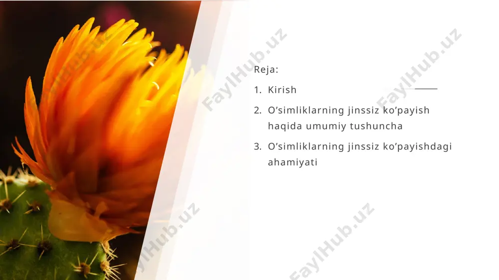mlari esa xilma-xildir. o'simliklarda jinssiz ko'payish uchun turli xil mexanizmlar mavjud bo'lib, ular har xil turlarning mavjud bo'lishiga olib keladi. keling, ushbu ko'payish turlari nima ekanligini ko'rib chiqaylik: stolons: tuproq yuzasi bo'ylab ingichka, ingichka novdalar hosil bo'lib, kengroq ildiz oralig'ida ildizlar hosil qiladi. ildizpoyalari: ular cheksiz o'sishga ega bo'lgan va er ostida rivojlanadigan jarohatlaydi. qalamchalar: ular yangi shaxslarni ishlab chiqaradigan poyaning qismlari yoki qismlaridir. laxta: u ildiz otadigan o'simliklar poyasida hosil bo'lgan oluklarga kurtaklar nish kiritishdan iborat. barglar va ildizlar- ba'zi turlarda vegetativ ko'payishda rol o'ynashi mumkin bo'lgan barglar mavjud. sportulyatsiya: organizmlar sporalarni hosil qiladi, sporalar mayda va tarqalishi oson, qulay sharoitlar paydo bo'lganda, yangi shaxslar paydo bo'ladi спасибо каримов обиджон +998943451560 obidk473@gmail.com спасибо 7 image1.jpg image2.jpg image3.jpg image4.png image5.svg image6.jpg image7.jpg image8.png image9.svg image10.png image11.svg image12.jpeg image13.jpeg image14.png image15.svg image16.png image17.svg image18.png image19.svg tulips in a vase .msftofcthm_text1_fill_v2 { fill:#000000; } .msftofcthm_text1_fill_v2 { fill:#000000; } .msftofcthm_text1_fill_v2 { fill:#000000; } …