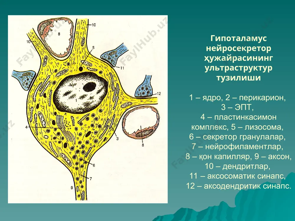 ари тегиб туради. а – буйрак усти бези тутамли зона ҳужайраси. цитоплазмада кўпгина липид томчилар, найчалар ва пуфакчалар кўришидаги кристали юмалоқ митохондриялар, тармоқланган силлиқ эпт сақлайди. б – коптокчали зона ҳужайралари. силлиқ эпт, пластинкасимон кристали йирик бўлмаган митохондриялар, кам миқдорда липид киритмалар сақланади. буйрак усти безининг хромаффин ҳужайраси. унга катехоламинли кўп сонли элекрон зич гранулалар характерлидир. йирик ядро ҳужайранинг сезиларли ҳажмини эгаллайди. митохондриялар, голжи комплекси, донадор эт элементлари сақланади. стероид гормонларнинг таъсир механизми. стероид гормонлар ёғда эрувчи ҳисобланади ва ҳужайра плазмолеммасидан осон ўтади. улар ядро ёки цитоплазмада оқсил-рецептор билан боғланади. агар стероид рецептор билан цитоплазмада боғланса гормон-рецептор комплекси ядрога кўчиб ўтади ва мрнк ни ишлаб чиқарувчи днк нинг махсус соҳаси билан боғланади.