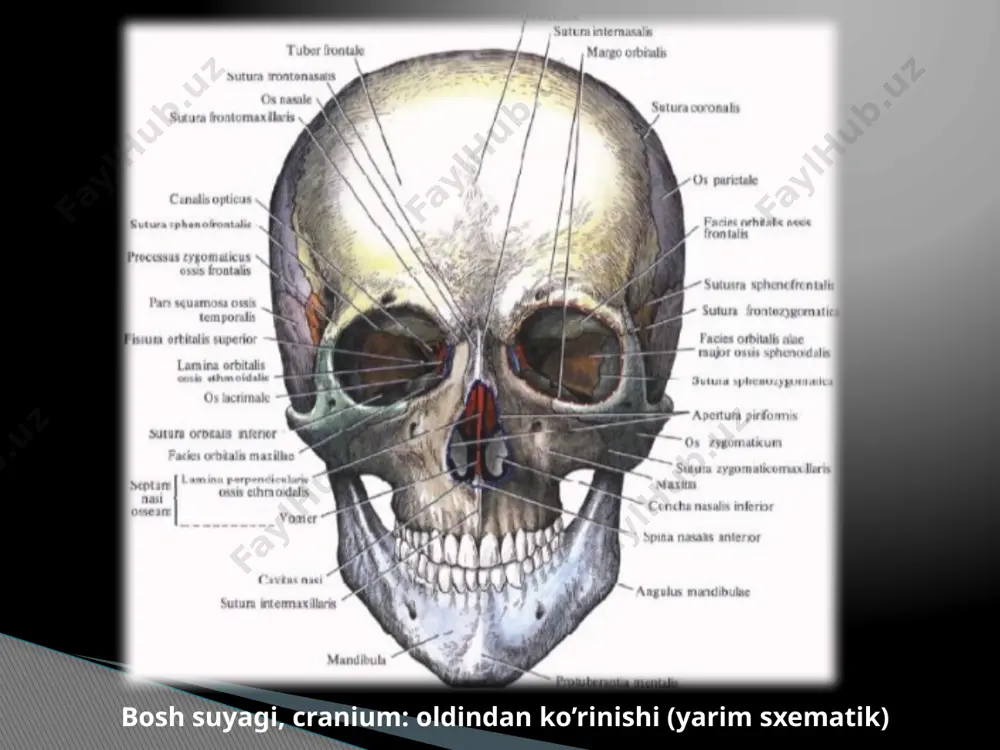 ida eng mo‘rti va yupqasidir. bu suyak yuqori jag‘ suyagi peshona o‘sig‘ining orqa tomonida joylashib, ko‘z kosasining medial devorini hosil qilishda qatnashadi. dimog‘ suyagi (vomer) noto‘g‘ri to‘rtburchak shaklidagi yupqa plastinkadan iborat toq suyak bo‘lib, burun to‘sig‘ini hosil qilishda qatnashadi. yonoq suyagi (os. zygomaticum) yuz suyaklari orasida eng qattig‘i bo‘lib, kallaning yuz qismini miya bo‘lagiga nisbatan mustahkamlab turadi. yonoq suyagi chaynov muskuli boshlanadigan keng sathni hosil qiladi. bu suyak lunj va ko‘zga qaragan ikkita plastinkadan iborat bo‘lib, o‘zaro ko‘z osti chakkasi orqali qo‘shiladi. pastki jag‘ suyagi (mandibula) kalla suyaklari ichida faol harakatchanligi, ya’ni chakka suyaklari bir juft bo‘g‘im hosil qilib qo‘shilishi bilan farq qiladi. pastki jag‘ suyagining tishlar o‘rnashgan gorizontal qismi, tanasi va ikkita vertikal joylashgan shoxi bor, u ana shu shoxlar vositasida bo‘g‘im hosil qiladi va chaynov muskullari yordamida harakatlanadi. chaynov muskullarining vazifalariga va yoshga qarab, pastki jag‘ burchagi o‘zgarib turadi. yoshi ulg‘aygan qari odamlarda esa tishlari tushib ketishi munosabati …
