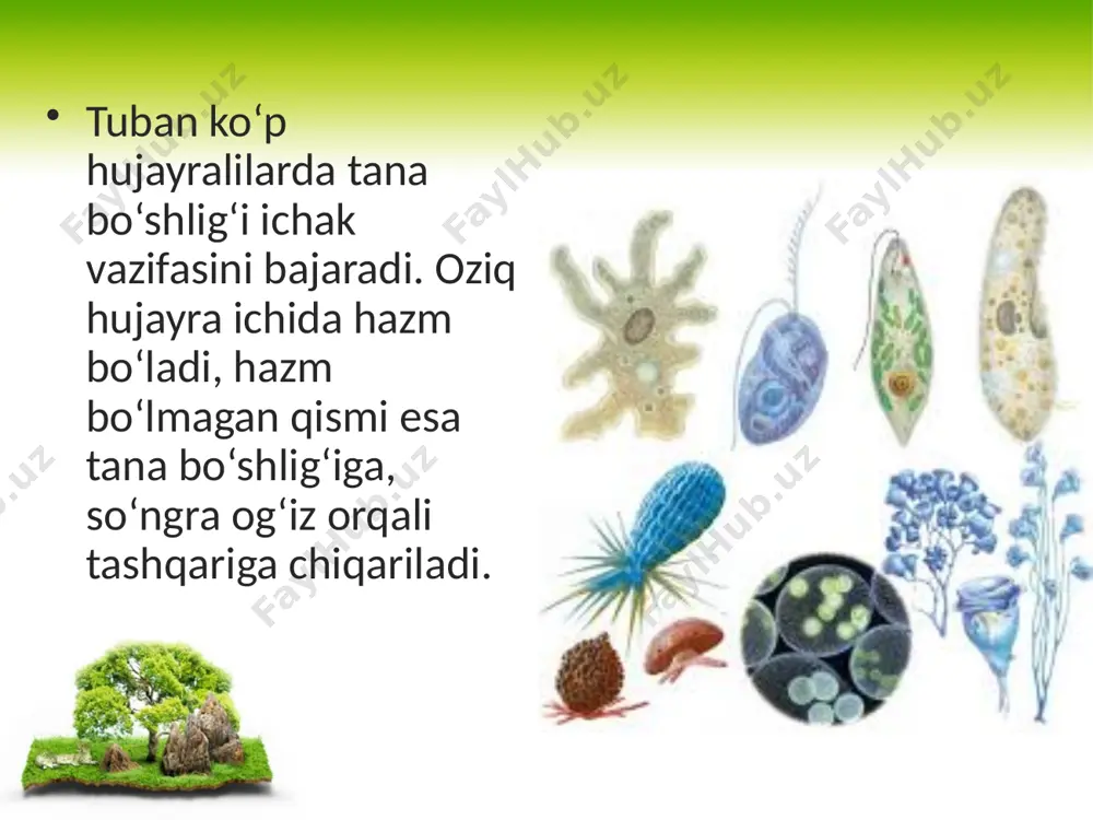hayvonlarning hazm qilish organlari evolutsiyasi. 11 - sinff - Page 4