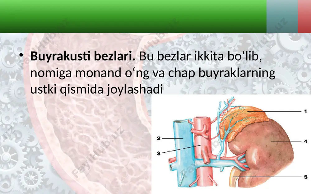 ish funksiyasi alohida ahamiyatga ega, chunki bezning bu funksiyasining buzilishi aholi orasida ko‘p tarqalgan qandli diabet kasalligi kelib chiqishiga sabab bo‘ladi. sog‘lom odam qonida qandning normal miqdori 80—120 mg % bo‘ladi, qandli diabet kasalligida esa uning miqdori 150—250 mg % ga ko‘tarilib, undan ham ortib ketishi mumkin. qondagi qandning miqdori normal bo‘lganda, u buyrak orqali siydik bilan tashqariga chiqarilmaydi, ya’ni sog‘lom odamning siydigida qand mutlaqo bo‘lmaydi. qonda qandning miqdori 140— 150 mg % dan oshaversa, u siydik bilan tashqariga chiqarila boshlaydi. bunday bemorlar tez chanqaydi va ko‘p suv iste’mol qiladi. iste’mol qilingan ovqat tarkibidagi uglevodlar hujayra va to‘qimalarda o‘zlashtirilmasdan, siydik bilan tashqariga chiqib ketishi tufayli bemor tez och qoladi va tez-tez ovqat iste’mol qilishga majbur bo‘ladi. aks holda teri ostidagi zaxira yog‘ moddalari parchalanib, glukozaga aylanadi, hatto hujayra va to‘qimalar tarkibidagi oqsil, yog‘ moddalari ham glukozaga aylanib, qonga o‘tadi va undan siydik bilan tashqariga chiqariladi. buning oqibatida bemor ozadi, kuchsizlanadi, …