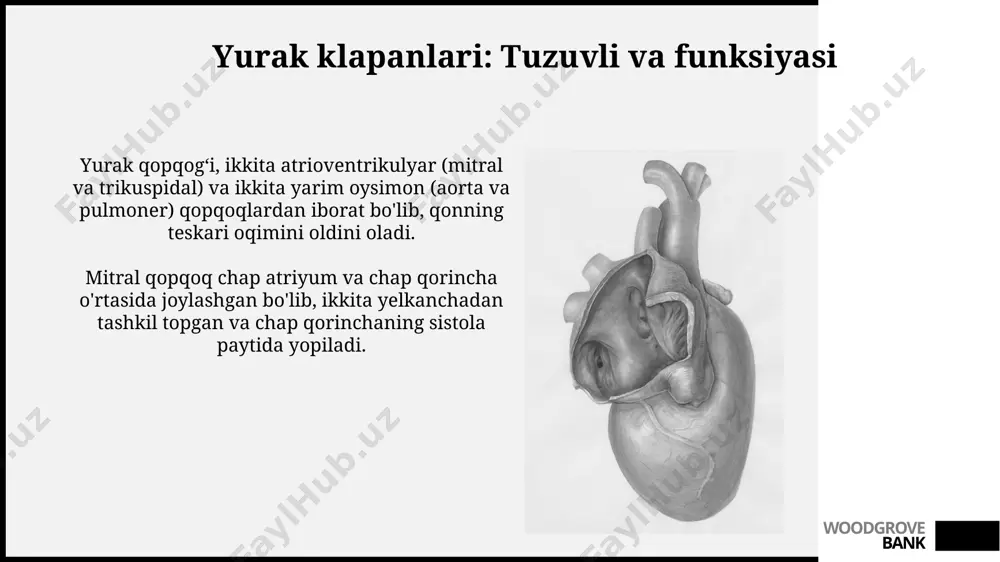 yurak anatomiyasi va fiziologiyasi - Page 5