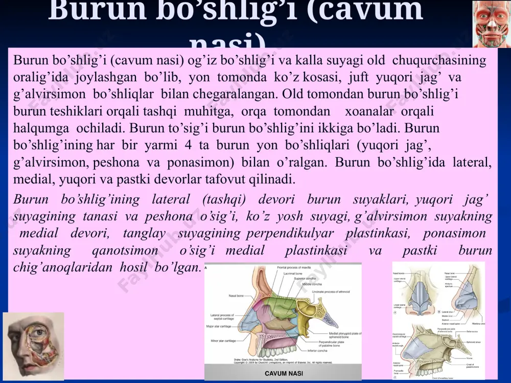 ladi. o’rta burun yo’li o’rta burun yo’li o’rta va pastki burun chig’anoqlari orasida joylashgan. o’rta burun yo’lining old bo’limida, burun chig’anog’i ostida yarimoysimon tirqish (hiatus semilunaris) joylashgan bo’lib, orqa qismda kichik kеygayish – g’alvirsimon quyg’ich (infundibulum ethmoidale) hosil qiladi. yuqori jag’ va pеshona bo’shliqlari hamda g’alvirsimon suyakning old va o’rta katakchalari shu quyg’ichga ochiladi. o’rta burun chig’anog’ining orqa uchi sohasida suyakda ponasimon–tanglay tеshigi (foramen sphenopalatinum) joylashgan bo’lib, undan artеriya, vеna va nеrvlar o’tadi. regio respiratoria yuqori burun yo’li o’rta va yuqori burun chig’anoqlari oralig’ida joylashgan, ponasimon bo’shliq yuqori burun chig’anog’ining orqa chеti sohasiga ochiladi. orqa g’alvirsimon katakchalar ham shu burun yo’liga ochiladi. burunning nafas qismi (regio respiratoria) burun tubidan boshlab o’rta burun chig’anog’ining pastki qismigacha bo’lgan shiliq parda maydonini egallaydi. u burunning pastki qavatini, o’rta burun chig’anog’ining bir qismini, pastki burun chig’anog’ini, o’rta va pastki burun yo’llarini hamda burun to’sig’ining bir qismini o’z ichiga oladi. nafas qismining shilliq pardasi ayrim …