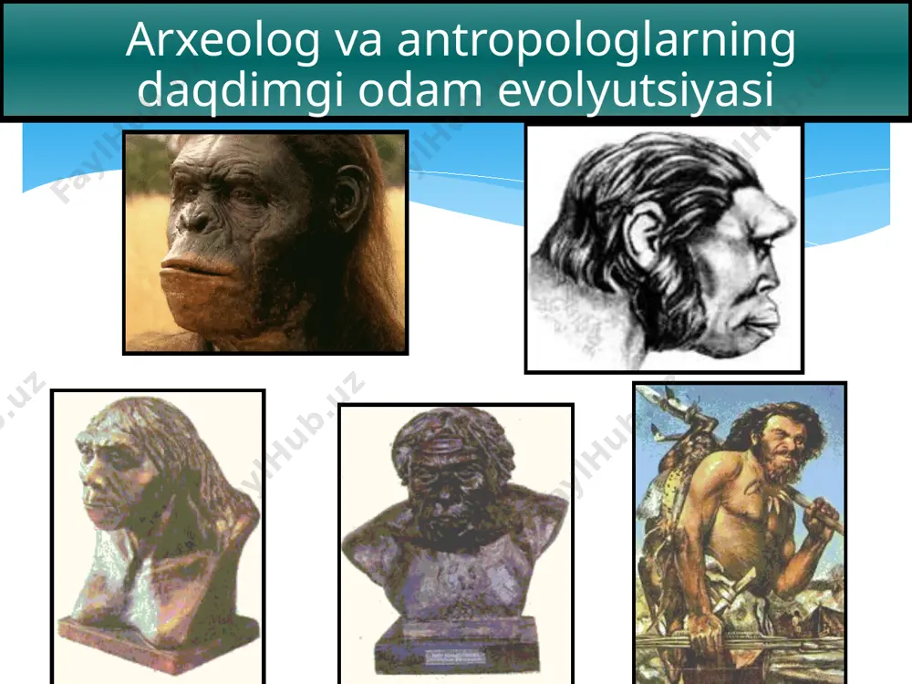 an olib borilgan). topilmalar: qadimgi odamning suyak qoldiqlari, tosh qurollar va hayvonlar suyaklari. odamning jismoniy ko‘rinishi: arxontrop (pitekantrop va sinantrop). ilk paleolit davri tosh qurollari. qadimgi odamlarning mehnat qurollari o’rta paleolit(muste) m.v.100 – 40 ming yillar olov olishni o’rgandi keng tarkalgan mehnat qurollari – uchli nayza va yo‘nuvchi. ma’naviy hayotdagi o’zgarishlar odamning jismoniy ko‘rinishi – neandertal. ilk diniy qarashlar qoyatosh tasvirlari odamning asosiy mashg’ulotlari muste davrida odam yirik hayvonlarni ovlash va yovvoyi mevalarni terish suyak, daraht, toshdan mehnat qurollari yasashni boshladi g’or va chaylalarda yashash joyi sifatida foydalana boshladi hayvon terisidan libos tayyorlay boshladi o‘rta paleolit davri tosh qurollari muste davri odamlarining manzilgohlari o‘zbekiston hududidagi ilk muste davri manzolg‘ohi – teshiktosh g‘îori (boysun tog‘larida a.okladnikov tomonidan 1938 y. ochilgan olamshumul qashfiyot. 50dan ortiq manzillar ma'lum ular ichida: obiraxmat, xodjikent (toshkent vil.), amonko‘tan g‘ori (samarkand yakinida), uchtut (navoiy vil.). arxeologik topilmalar: turli xil tosh mehnat qurollari, yirik hayvonlarning shohlari va suyaklari, …