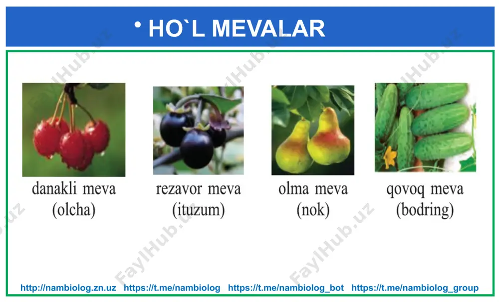 biologiya dars materali - Page 5