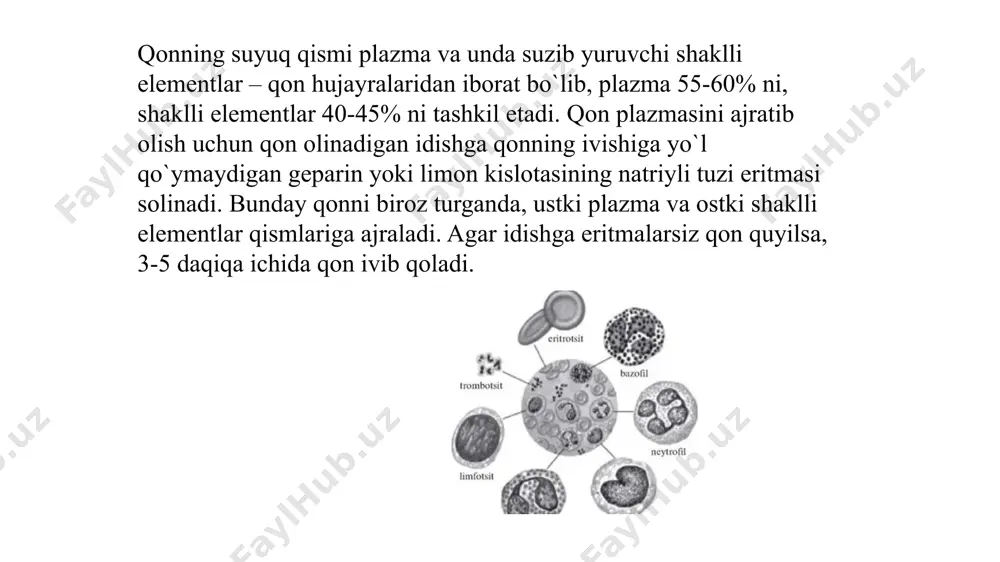 ng farqidir. alveolalar havosida o2 partsial bosimi simob ustunida 100 mm ga teng bo`lganda, bu ko`rsatkich hujayralararo suyuqlikda 35 mm ga teng. organizmda co2 ni bir qismi qonda erigan holda, bir qismi gemoglobinga birikib karbgemoglobin holida, asosiy qismi esa khco3 holatida o`pkaga tashib keltiriladi. kislorodni qondan to`qima suyuqligiga o`tkazilishida ularning kontsentratsiya gradiyentidan tashqari, hujayralardan qo`shimcha miqdorda qonga o`tgan co2 ham rol o`ynaydi. karbonat angidridi gemoglobinning kislorodga yaqinligini kamaytiradi. bu hodisada eritrotsitda co2 ni karboangidraza fermenti ta’sirida h2o bilan h2co3 ga aylanishiga bog`liq. h2co3 kuchsiz, turg`un kislota bo`lmaganligi uchun h+ + hco3- ionlariga parchalanadi. hosil bo`lgan h+ protonlar gemoglobinni oqsil qismidagi ba’zi kislotali guruhlariga birikadi, oksigemoglobinda kislorodga yaqinligini pasaytiradi, natijada kislorod oksigemoglobinni ajralib, to`qimalarga o`tadi. ana shu 65 mm ni tashkil etuvchi farq kislorodni alveolalardan qonga va qondan to`qimalarga o`tishini ta’minlovchi omil hisoblanadi. mitoxondriyalarda kislorod sarflanib, suvga aylanishi, hujayrada kislorod vakuumini hosil qiladi va havodan olingan eritrotsitlardagi kislorod go`yo shu ―vakuum‖ni …