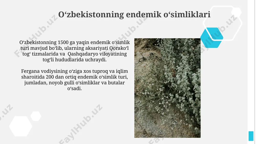 o‘zbekiston florasi endemlari - Page 3
