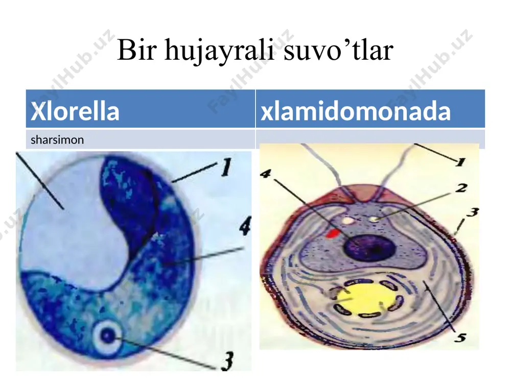 tuban o’simliklar tagdimoti - Page 5