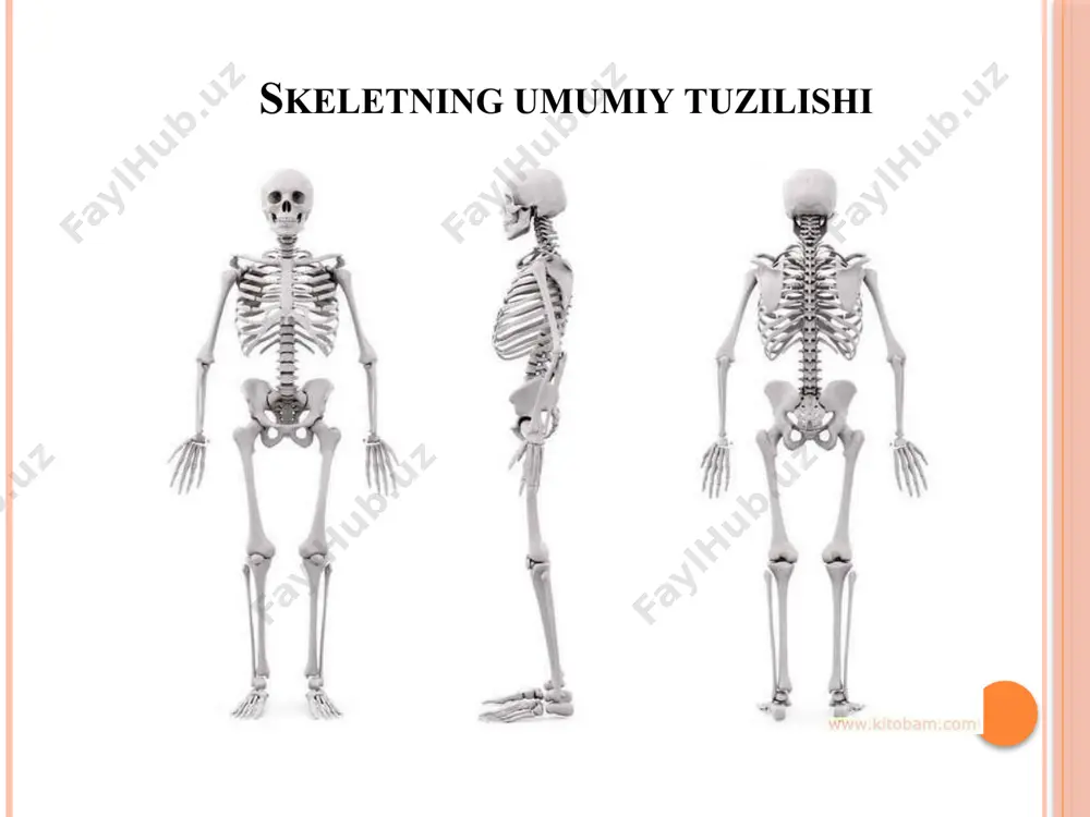 uchraydi. shulardan eng ko‘pi fosfat tuzlari 60% ni, kalsiy karbonat tuzi 5,9 % ini tashkil etadi. keksalar suyagining tarkibida mineral tuzlarning ko‘payishi esa suyakning mo‘rtlashuviga, tez sinuvchan bo‘lishiga sabab bo‘ladi. shunday qilib suyakning fizik xususiyatlari uning kimyoviy tarkibi bilan bog‘liqdir. e’tiboringiz uchun rahmat! image2.jpeg image3.jpeg image4.jpeg image5.png image6.jpeg image7.jpeg image8.png image9.jpeg /docprops/thumbnail.jpeg