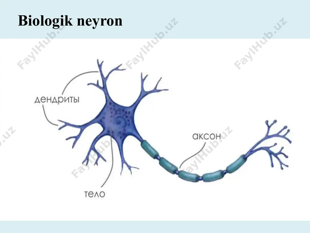 hda qo‘llaniladi. generative adversarial networks - gans – yangi ma’lumotlar generatsiya qilishda ishlatiladi. киберхавфсизлик асослари (csf1316) biologik va sun’iy neyronlarning taqqoslanishi xususiyatlar biologik neyron sun’iy neyron tuzilishi murakkab hujayra tuzilishi matematik model signallar turi elektr-kimyoviy signallar raqamli hisob-kitoblar ulanishlar soni har bir neyron 1000+ bog‘lanishga ega aniq oldindan belgilangan bog‘lanishlar signallar uzatish tezligi sezilarli kechikishlar mavjud (msek diapazonda) juda tez (nanosaniyalar) moslashuvchanlik neuroplastiklik orqali yangi ulanishlarni hosil qiladi og‘irliklarni o‘zgartirish orqali moslashadi perceptron algoritmi bu sun'iy neyron tarmog'ining eng sodda va asosiy algoritmlaridan biri bo'lib, chiziqli ajratuvchi (linear classifier) hisoblanadi. u o'rganish algoritmi sifatida, ikki sinfli muammolarni hal qilish uchun ishlatiladi. perceptron algoritmi 1958-yilda frank rosenblatt tomonidan ishlab chiqilgan va o'z vaqtida sun'iy intellekt sohasida katta yutuq hisoblangan. perceptron algoritmi perceptron algoritmi sun’iy neyron tarmoqlarda faollashtirish funksiyalari neyron tarmoqni qurishda asosiy qarorlardan biri bu yashirin qatlam va chiqish qatlami uchun faollashtirish funksiyasini tanlashdir. faollashtirish funktsiyalari neyronni faollashtirish kerakmi yoki yo'qligini …