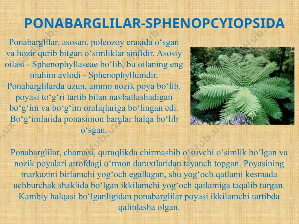 ildizpoyasi yo`g`on qoramtir bo`lib, tangacha barg bilan qoplangan. ildiz poyaning uchida bo`yi 1m gacha yetadigan ko`p patsimon yashil rangli barg o`sib chiqadi. yoshlik vaqtida bargning uchi gajaksimon qayrilgan. barglar kuzda qurib, tushib ketadi. bargning ostki qismi qoladi. bu qolgan barglar xisobiga ildiz poya tobora yo`g`onlashib boradi. yoz paytlarining oxirida bargning orqa tomonida mayda g`uddalar - soruslar paydo bo`la boshlaydi. bularning shakli yumaloq bo`ladi. soruslar barg o`rtasida tomirlar bo`ylab, ikki qator joylashgan. paparotniksimonlar-polypodiophyta bu bo`lim vakillari oldingi bo`limlaridan yirik bargliligi (makrofiliya) bilan ajralib turadi. barglarining shakli har-xil bo`lib, ular patsimon, panjasimon, chetlari bo`laklarga bo`lingan, ba`zan butun holida bo`ladi. paporotniklar o`zining tarqalishi bilan er shari o`simliklar qoplamida mustaqil tsenozlar (jamoalar) hosil qiladi. ayrim turlari dori sifatida (o`rmon qirqqulog`i), yana boshqalari esa o`g`it (azolla) va manzarali o`simlik sifatida ishlatiladi. plaunlar poyasi dixatomik ravishda o`sadi. bargi mayda, bigiz shaklida bo`ladi. tik o`suvchi poyasi qo`shaloq yoki yakka boshoqchalari bilan tamom bo`ladi. boshoqchani sporacha barglaridan tashkil …