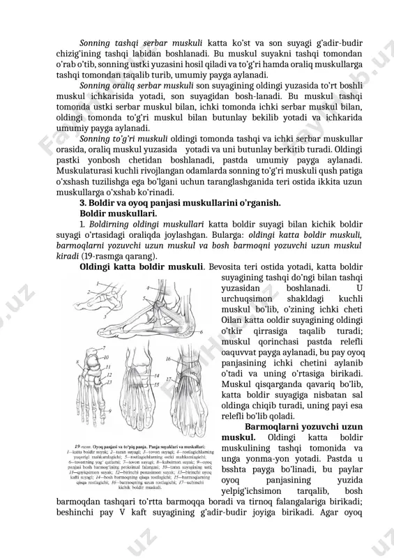 q qimirlamay turganida bir tomondagi muskul kuch bilan tarang tortsa, sonni (va oyoqni) yon tomonga uzatadi (masalan, baletda). muskul oldingi qismining qisqarishi sonni uzunasiga ketgan o’qi atrofnda ichki tomonga aylantiradi - oldinga uzatilgan oyoqni uchi bilan ichkariga qarab buradi. muskul orqa qismining qisqarishi sonni oyoq uchi bilan tashqariga buradi; 2)chanoq bilan gavdani chanoq-son bo’g’imida ushlab turib, qarama-qarshi tomonga yiqi-lishdan saqlaydi. son muskullari son suyagini har tomondan o’rab turadigan uchta muskul massivlari va ikkita alohida muskul son shaklini hosil qiladi, ularga sonning to’rt boshli muskuli, yaqinlashtiruvchi muskullari, orqa muskullari, shuningdek, tikuvchilar muskuli va serbar fastsiyani taranglovchi muskul kiradi (18-rasm). to’rt boshli muskul. to’rtta yirik muskul, umumiy payga aylanuvchi boshchalardan tashkil topgan; ular son suyagini tashqaridan, old va ich tomondan o’rab turadi. sonning ichki serbar muskuli ichkarida yotadi, yuqorisi kambar, pastga tomon kengayib boradi. u son g’adir-budir chizig’ining ichki labidan boshlanib, son suyagini ichkaridan o’rab oladi va to’g’ri hamda oraliq muskullar bilan …