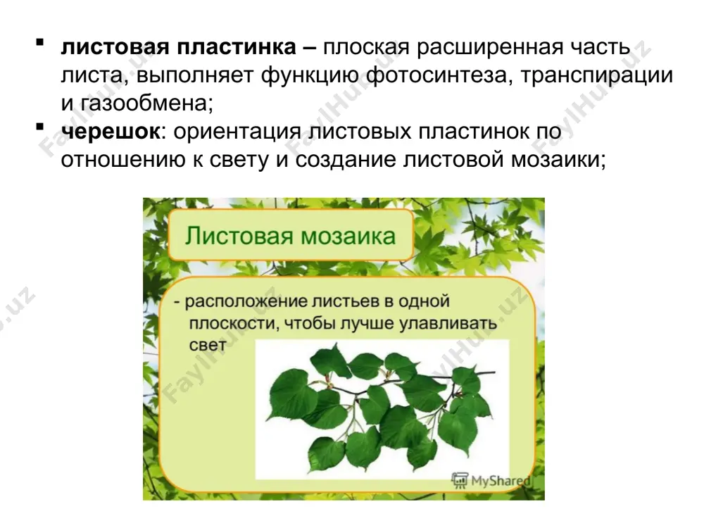выражение классификация характеристика лица - Page 4