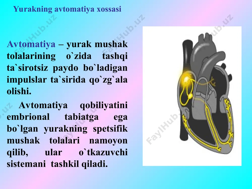 yurakning gemodinamik vazifasi - Page 5
