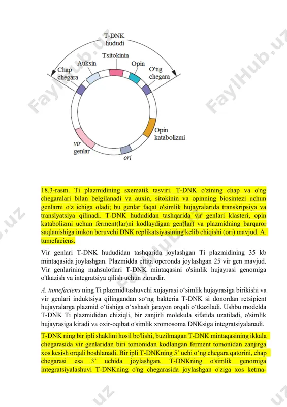 rika esa, aksincha, ommaviy ochlik va o'limni boshdan kechirmoqda. 2008 yil o'rtalariga kelib, janubiy afrika afrikadagi genetik jihatdan o'zgartirilgan ekinlardan tijorat maqsadlarida foydalanishni ma'qullagan yagona davlat edi. a. tumefaciens ning ti plazmidi bilan o'simliklarning o'zgarishi gram-manfiy tuproq bakteriyasi agrobacterium tumefaciens fitopatogen bo‘lib, o‘z hayot siklining normal qismi sifatida o‘simlik hujayralarini genetik jihatdan o‘zgartiradi. ushbu genetik o'zgarish infektsiyalangan o'simlikning normal o'sishiga xalaqit beradigan toj o't o'smalarining shakllanishiga olib keladi (18.1-rasm). agrotexnik jihatdan muhim bo'lgan bu kasallik faqat ikki pallali o'simliklar (dikotlar), shu jumladan uzum, danakli mevali daraxtlar (masalan, shaftoli) va atirgullarga ta'sir qiladi. o't tojining shakllanishi bakterial plazmid dnkning ma'lum bir segmenti - t-dnk (transfer qilingan dnk) deb ataladigan genlarning o'simlik hujayrasi genomiga o'tkazilishi, integratsiyasi va ifodalanishi (ekspressiyasi) natijasidir. t-dnk aslida a. tumefaciens shtammlarining ko'pchiligi tomonidan olib boriladigan "o'simtani qo'zg'atuvchi" (ti) plazmidning bir qismidir. ti plazmidiga qarab, t-dnk mintaqasining uzunligi taxminan 10 dan 30 kilobaza jufti (kb) gacha o'zgarishi mumkin. ti …