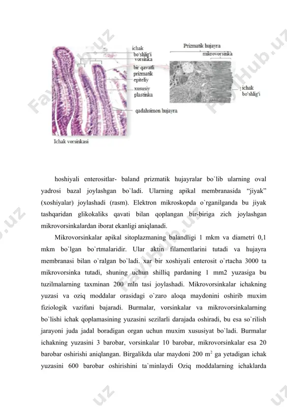 o`rilishida ishtirok etishini ko`rsatadi. silliq endoplazmatik to`rning (ser) pufakchalarida ko`plab lipid tomchilari ko`rinadi. bu pufakchalar yadro yonida yirikroq globulalarga birlashib, gorizontal ko`chadi va hujayra membranasidan o`tib (ko`rsatkichlar) hujayralararo bo`shliqqa chiqadi va limfa tomirlariga o`tadi. x3000 (b)lipaza ichak bo`shlig`ida lipidlarning monogliserid va yog` kislotalarigacha gidrolizini ta`minlaydi. bu birikmalar o`t kislotalari ta`siri ostida emulsiyalaydi. gidroliz maхsulotlari mikrovorsinkalar membranasini passiv o`tib silliq endoplazmatik to`rning (silliq ept) sisternalariga. yig`iladi va trigliseridgacha resintez qilinadi. bu trigliseridlar oqsildan iborat yupqa qatlam bilan o`ralib хilomikron (diametri 0,2-1 mkm) deb ataladigan zarrachalarni hosil qiladi. xilomikronlar golji kompleksiga rasm. ingichka ichak jiyakli enterositini elektron mikrofotogrammasi va sхematik tuzilishi. olib o`tiladi va keyin lateral membranaga migrasiya qiladi, undan membrana qo`shilishi jarayoni (ekzositoz) vositasida o`tadi va hujayralararo bo`shliqqa chiqib qon va limfa tomirlariga yo`naladi. xilomikronlarning ko`pi limfaga tushadi; ozroq qismi qon tomirlariga kirib qoladi. uzun zanjirli lipidlar (>s12) asosan limfa tomirlariga yo`naladi. ingichka ichak shilliq qatining хususiy pastinkasi siyrak tolali shakllanmagan …