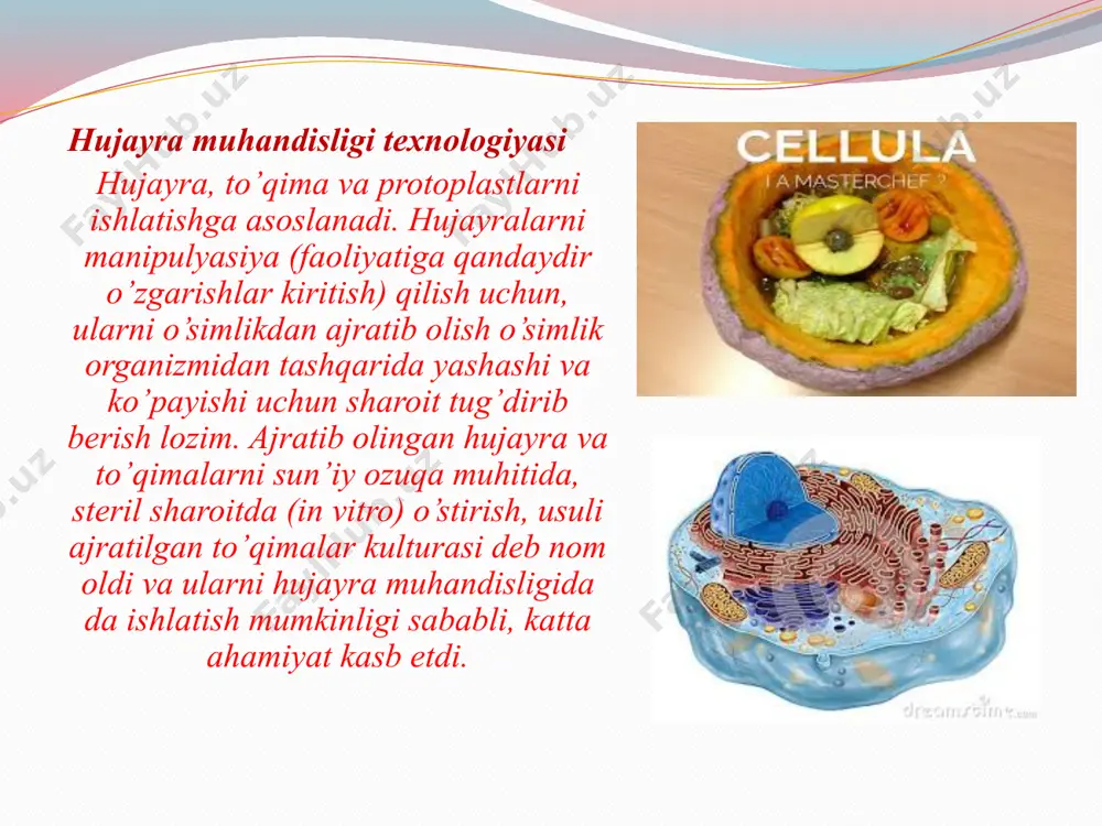 rish imkonini beradi. uchinchi yo’nalish – ajratib olingan to’qimalarni ko’paytirish va ekuv materiallarini viruslar va boshqa patogenlardan sog’lomlashtirish maqsadida ishlatish. bu usul, o’simliklarni klonal mikroko’paytirish deyiladi va bitta medistemadan yiliga yuz minglab o’simlik olish imkonini beradi. hujayra va to’qimalar kulturalarini ishlatishdagi natijalar birinchi navbatda hujayralarni bo’linishi, ularni tabaqalanishi va ulardan o’simlik o’sib chiqishini belgilovchi, fiziologik jarayonlarni optimizasiyasiga bog’liq. eng murakkab tomon bu alohida hujayradan o’simlik regenerasiya qilish. birinchi navbatda bu boshoqli o’simliklarga tegishli. shuning uchun ham in vitro sharoitda morfogenez regenerasiya va ularni asosida yotgan jarayonlarni mexanizmlarini aniqlash, eng muhim ahamiyatga egadir. ajratib olingan hujayralar va to’qimalarni o’stirish uchun mo’ljallangan ozuqa muhitlari, o’simliklarni yaxshi o’sishi uchun kerak bo’lgan barcha makroelementlar (azot, fosfor, kaliy, kalsiy, magniy, oltingugurt va boshqalar) va mikroelementlar (bor, marganes, rux, mis, molibden va boshqalar) hamda vitaminlar, uglevodlar, fitogormonlar yoki ularni sintetik analoglarini saqlashi kerak. ba’zi ozuqa muhitlari aminokislotalar, kazsin gidrolizoti, edta (etilendiamintetrasirka kislota) yoki uni natriyli tuzi …