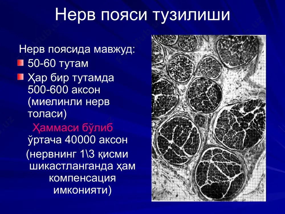.radialis-га n.gluteus superior n.ischiadicus-га n.accessorius n.facialis-га катта болдир нерви шохларини кичик болдир нервига нерв пояларида операциялар миотенопластика нерв пояларида операциялар тенодез хотима периферик нерв поялари зарарланиш симптомларини анатомик-физиологик таҳлил этиш тўғри ташхис қўйиш, даволашни ишлаб чиқиш ва нерв-мускул аппаратида тикловчи операцияларни ўтказишга кўрсатмаларни аниқлашга имкон беради. image4.jpeg image5.jpeg image6.jpeg image7.png image8.png image9.jpeg image10.png image11.png image12.png image13.jpeg image14.png image15.png image16.png image17.png image18.png image19.png image20.png image21.png image22.jpeg image23.jpeg image24.png image25.jpeg image26.png image27.jpeg image28.png image29.jpeg image30.png image31.jpeg image32.png image33.jpeg image34.jpeg image35.jpeg image36.jpeg image37.jpeg image38.jpeg image39.jpeg image40.jpeg image41.jpeg image42.jpeg image43.jpeg image44.jpeg image1.png image2.png image3.png