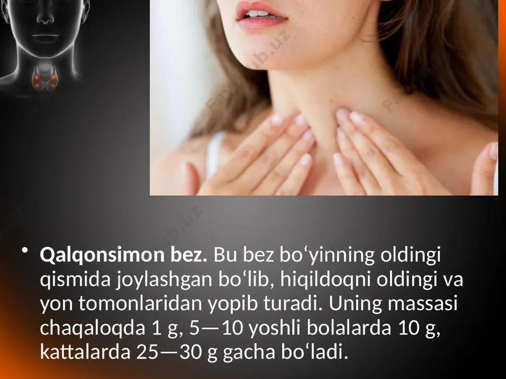 gi 100—150 mg ni tashkil qiladi. qalqon orqa bezlaridan paratgormon gormoni ishlab chiqariladi. bu gormon odam organizmida kalsiy-fosfor almashinuvini tartibga solib turadi. gormon kam ishlab chiqarilsa, nerv-muskul tizimining qo‘zg‘aluvchanligi ortib, odamning qovoqlari, lablari pirpirab uchadi, qo‘llari qaltiraydi. gormon juda kamayib ketsa, soch to‘kiladi, suyaklar yumshab, egiluvchan, mo‘rt bo‘lib qoladi, nerv-muskul sistemasining qo‘zg‘aluvchanligi ortib ketib, odam tanasining umumiy qaltirashi, ya’ni tutqanoq (tetaniya) holati yuzaga keladi. qalqon orqa bezlarining funksiyasi ortib, paratgormon ishlab chiqarilishi ko‘paysa, nerv-muskul sistemasining qo‘zg‘aluvchanligi pasayib, tana muskullari bo‘shashib qoladi, odam umumiy holsizlanadi, tez charchaydi. ayrisimon bez. bu bez to‘sh suyagining orqa yuzasida joylashgan. uning massasi chaqaloqlarda 12 g bo‘lib, to balog‘atga yetish davrigacha, ya’ni 14—15 yoshgacha kattalashib, 30—40 g ga yetadi. so‘ngra bezning hajmi asta-sekin kichiklasha boradi. ayrisimon bez timozin gormonini ishlab chiqaradi. u bolalarning o‘sishiga ijobiy ta’sir ko‘rsatadi, jinsiy bezlar funksiyasini pasaytirib, bolaning me’yorida balog‘atga yetishishida ishtirok etadi. bundan tashqari, timozin limfotsitlar hosil bo‘lishini kuchaytirib, organizmning immunitet …