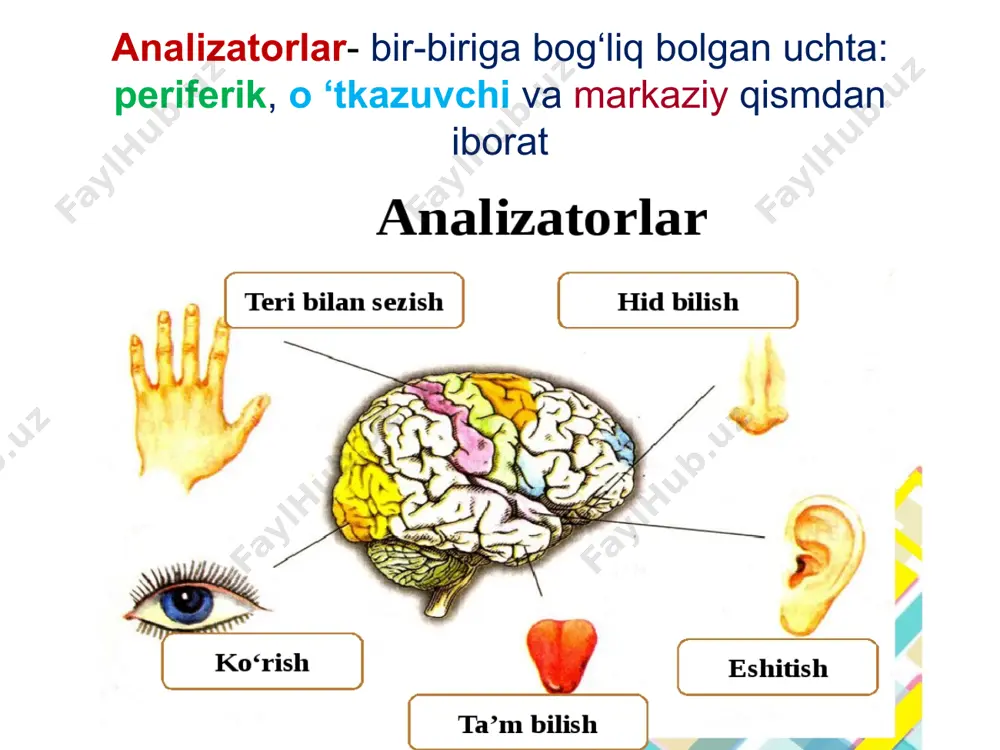 nza – gavhar joylashgan. gavhaming orqa tomoni oldingi tomonga qaraganda qavariqroq boladi gavhar yarim suyuq bolib, yupqa tiniq kapsula ichida joylashgan. uni ko‘z kameralarini toldirib turadigan maxsus suyuqlik oziqlantiradi. shox parda bilan rangdor pardaning o'rtasida kichkina bo‘shliq bolib, u ko‘zning oldingi kamerasi deyiladi. rangdor parda bilan gavhar o‘rtasida ham bo‘shliq bolib, u ko‘zning orqadagi kamerasi deyiladi. har bir korish nervida 1 mln. ga yaqin nerv tolalari bor. to‘r pardada ko‘rish nervining kirish joyi ko‘rdog‘ va narsalarni yaxshiroq ko‘radigan sariq dog‘ bor, dog‘ning o ‘rtasida chuqurcha bo’lib , u markaziy chuqurcha deyiladi. ko'zning ayrim qismlari: shox parda, gavhar, shishasimon qism o‘zidan o‘tadigan yorugiik nurlarini sindiradi. ko'zga yorugiik nurlari ta’sir etganda rodopsin va iodopsin parchalanib, kimyoviy reaksiya sodir boiadi. ko'zning nur sindiruvchi qismlariga shox parda, suvsimon suyuqlik, ko‘zning oldingi kamerasi, gavhar va shishasimon tana kiradi. ko‘zning sindirish kuchi ko‘proq shox parda va gavharning nur sindirishiga bog’liq bo’ladi. nur sindirish dioptriy bilan oichanadi. …