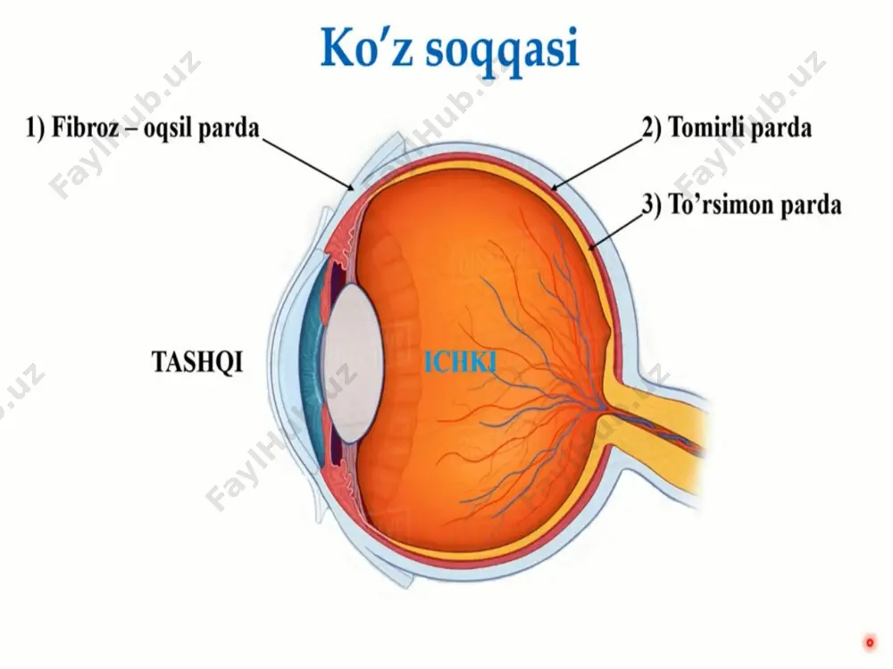 ko'rish organlarining anatomiyasi va funksiyasi - Page 5