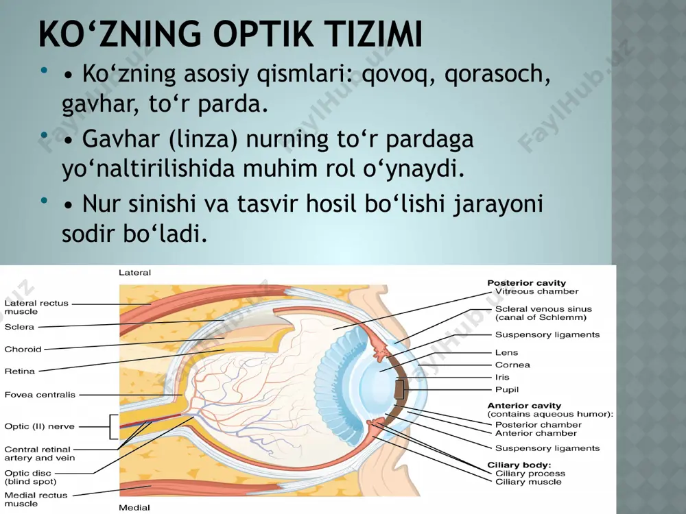 infraqizil va ultrabinafsha nurlar, ko‘zning optik tizimi - Page 5