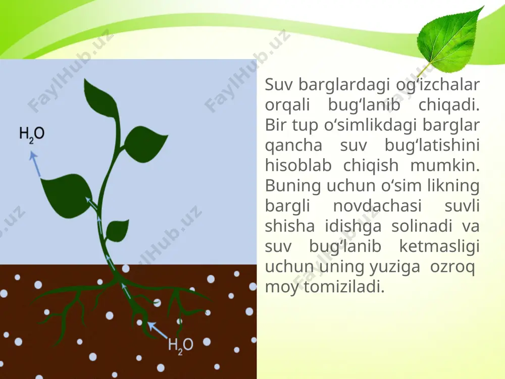 barglarning suv bug‘latishi. 5 - sinf - Page 5