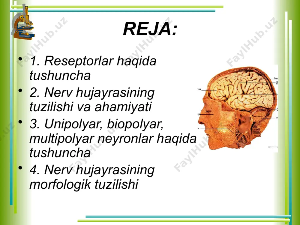 l topgan. bular hammasi bir butun holda organizmda morfologik va funksional jihatdan yaxlit nerv sistemasini tashkil etadi. nerv hujayrasi (neyrosit yoki neyron) nihoyatda ixtisoslashgan murakkab morfologik tuzilishga ega bo’lib, har xil tashqi va ichki ta'sirni qabul qilib, uni impulsga aylantirish va hujayra o’simtalari orqali uzatib berish xususiyatiga ega. neyron sitoplazma va yadro qismlarini tashkil etuvchi tanasi, ya'ni perikariondan hamda bir nechta o’simtalardan tarkib topgan. ayniqsa uning o’simtalari juda ko’p bo’lib, ulardan bittasi uzun bo’ladi, mana shu uzuni akson yoki neyrit deyiladi. neyrit orqali hujayra tanasidan boshqa nerv o’simtasiga yoki harakat organlariga impuls o’tkaziladi. aksonning uzunligi bir nechp mikrondan 1-1,5 metrgacha bo’lishi mumkin. uning yo’on-ingichkaligi butun uzunligi bo’ylab bir xil. ayrim vaqtlarda u yon tomonlarga o’simtalar chiqaradi, ularga yon kollateral o’simtalar deyiladi. neyronning qolgan qsimtalari kalta bo’lib, ular dendritlar deyiladi. dendritlr, odatda, hujayra tanasidan yo’on bo’lib chiqib, uchiga tomon ingichkalashib boradi. ular ikkinchi nerv hujayrasi o’simtalari bilan tutashib, sinapslar hosil qiladi. …