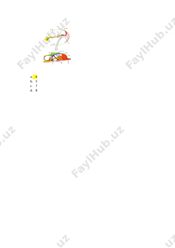 rasmdagi ganglioza bo‘lgan tuzilmalar - Page 5