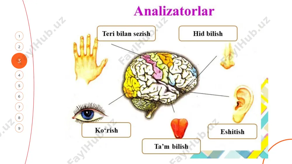 a xususiyati: • markaziy qism bosh miyaning po‘stloq qismlarida joylashgan bo‘lib, har bir analizatorga mos maxsus zona mavjud: • ko‘rish analizatori — oksipital (ensali) soha • eshitish analizatori — temporal (chakka) soha • teri-sezgir analizator — parietal (tepaki) soha • bu zonalar faqat impulslarni qabul qilish emas, balki ularni anglash va reaksiya shakllantirishda ishtirok etadi. • kortikal zonalar boshqa funksional tizimlar bilan hamkorlikda ishlaydi — ya’ni analizatorlar bir-biridan mustaqil emas. 1. ko‘rish analizatori buzilishi sabablar: • retina shikastlanishi (masalan, retinopatiya, pigmentoz retinit) • glaukoma (ko‘z bosimi ortishi) • katarakta (linzaning xiralashuvi) • optik nervning atrofiyasi yoki nevriti • oksipital korteksning zararlanishi (insult, shish, travma) kasalliklar: • ko‘rlik (amauroz), xiralik, gemianopiya (yarim ko‘rish yo‘qolishi) 2. eshitish analizatori buzilishi sabablar: • ichki quloq (korti organi) zararlanishi (shovqin, ototoksik dorilar) • viii nerv nevriti • temporal soha shikastlanishi • tug‘ma anomaliyalar kasalliklar: • neyrosensor karsoqlik • o‘rta quloq yallig‘lanishi (otit) • eshitish afaziyasi …