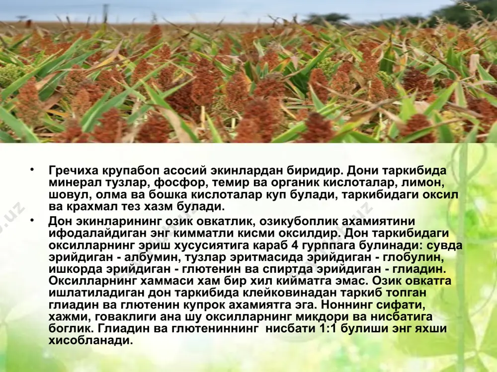 дон экинларини умумий тавсифи, ривожланиш даврлари - Page 5