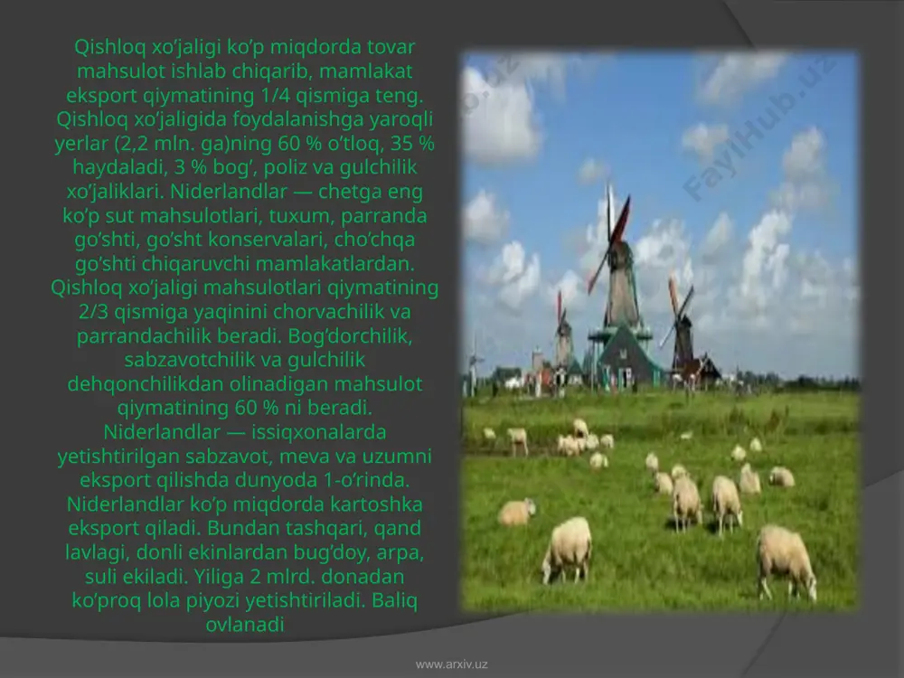 oladan tashqari niderlandiyada yetishtiriladigan nargis, liliya, giasint, gladioluslarning ham bozori chaqqon. ular egallab turgan maydon 16,4 ming gektarga teng. issiqxonalarda esa (5,2 ga.) xrizantema, atirgullar, freziya, chinnigullar yetishtiriladi. gullarning eksporti mamlakatdagi 16 ta ulgurji gullar auksionlaridan sotiladi. ayni paytda niderlandiya gullarning dunyo bo‘ylab eksportidan 65%ni qamrab olgan. bu o‘z navbatida mamlakat iqtisodiyotiga salmoqli ulush bo‘lib qo‘shilmoqda. www.arxiv.uz kartoshka va qand lavlagi yetakchi gollandiyaliklar bir sotixdan 700 kg.gacha kartoshkadan hosil yig‘ib olishadi. buning sababi a’lo sifatli urug‘li kartoshkadir. uni niderlandiya dunyoning 70 ta mamlakatiga eksport qiladi. urug‘ yetishtirish bo‘yicha 100 nafardan ziyod olimlar tadqiqot ishlarini olib borishadi. iliq iqlim, hosildor tuproq, suvning serobligi va albatta daqiqasi belgilab beriladigan o‘g‘itlar kartoshkadan yuqori hosil olish uchun qulay zamin tayyorlaydi. sabzavotni kasallikdan saqlash uchun uni asosan dengiz qirg‘og‘i bo‘yida yetishtirishadi. doimiy ravishda dengizdan esadigan shamol va amalga oshiriladigan kompleks chora-tadbirlar fermerlar cho‘ntagini qappaytiradi. www.arxiv.uz qand lavlagi yetishtirish kartoshkadan keyin ikkinchi o‘rinda turadi. bundan tashqari …