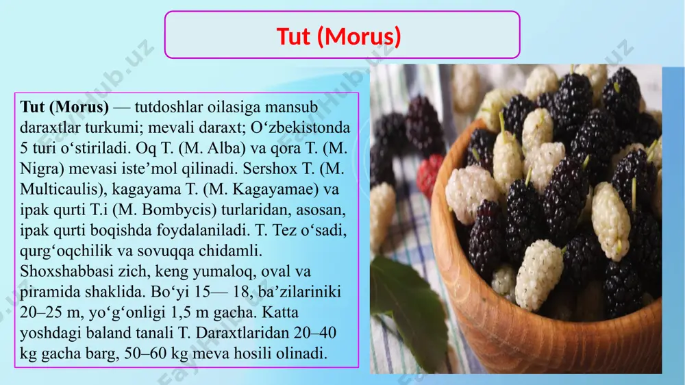 ngdek, turli vitaminlar va mineral moddalar bor.barg qaynatmasi va mevasi xalq tabobatida qon bosimini pasaytiruvchi, murtak bezlari, milk kasalliklarida davo vositasi sifatida ishlatiladi. sh. urugʻdan chiqqan tut niholiga payvand qilib koʻpaytiriladi. shotut (morus) anjirning foydalari anjir — bu tanadagi ko‘plab jarayonlarning to‘g‘ri amalga oshishi uchun zarur bo‘lgan misning haqiqiy manbaidir. bu metabolizmni normallashtirish, yangi qizil qon hujayralari — eritrotsitlar, neyrotransmitterlar va biriktiruvchi to‘qimalarni ishlab chiqarish uchun zarur. bundan tashqari, meva b6 vitaminiga juda boy — bu organizmga oqsillarni aminokislotalarga ajratishga, ulardan energiya olishga yordam beradi, asab tizimining salomatligida muhim rol o‘ynaydi. antioksidantlarga boy bo‘lgan anjir, shuningdek, yoshlikni saqlashga yordam beradi: ular tana hujayralarini erkin radikallar ta’siridan himoya qiladi, ajinlar va giperpigmentatsiyaning oldini oladi. anjir anjirni muntazam iste’mol qilish yurak-qon tomir salomatligi uchun foydali bo‘lishi mumkin. ko‘plab tadqiqotlar anjirni iste’mol qilish orqali xolesterin miqdorini kamaytirish o‘rtasidagi bog‘liqlikni aniqladi. qolaversa, meva k vitaminiga boy, u qon tomirlari devorlarini mustahkamlaydi, qonda tromblar paydo …
