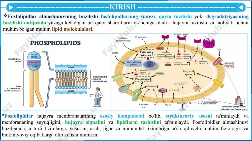 nuvi buzilganda, u nevrologik, jigar, metabolik va yallig'lanish kasalliklarini o'z ichiga olgan keng ko'lamli kasalliklarga olib kelishi mumkin. fosfolipidlar almashinuvi buzilishlariga umumiy nuqtai nazar fosfolipidlar almashinuvi hujayralardagi fosfolipidlarni sintez qiluvchi, qayta shakllantiruvchi va parchalaydigan bir qator murakkab biokimyoviy yo‘llarni o‘z ichiga oladi. ushbu jarayonlar qat'iy tartibga solinadi va buzilishlar quyidagilarga olib kelishi mumkin: hujayralarda o'ziga xos fosfolipidlarning to'planishi, bu hujayraning shikastlanishiga olib kelishi mumkin. hujayra membranalarining fosfolipid tarkibidagi nomutanosiblik, hujayra signalizatsiyasi va membrana barqarorligiga ta'sir qiladi. ma'lum fosfolipidlarning yetarli darajada ishlab chiqarilmasligi, hujayra tuzilmalarining zaiflashishiga va funktsiyalarning buzilishiga olib keladi. fosfolipidlar almashinuvi buzilishi va etiologiyasi fosfolipidlar almashinuvi buzilishlarining etiologiyasi fosfolipidlar almashinuvining buzilishining sabablari odatda uchta asosiy toifaga bo'linadi: genetik mutatsiyalar, oziqlanish yetishmovchiligi va atrof-muhit yoki turmush tarzi omillari. genetik mutatsiyalar genetik mutatsiyalar fosfolipidlar almashinuvi buzilishining asosiy sabablaridan biri bo‘lib, ko‘pincha ferment yetishmovchiligi yoki fosfolipid sintezi, qayta tuzilishi yoki degradatsiyasida ishtirok etuvchi oqsillarning strukturaviy anormalliklariga olib keladi. ferment yetishmovchiligi: fosfolipidlar almashinuvida …
