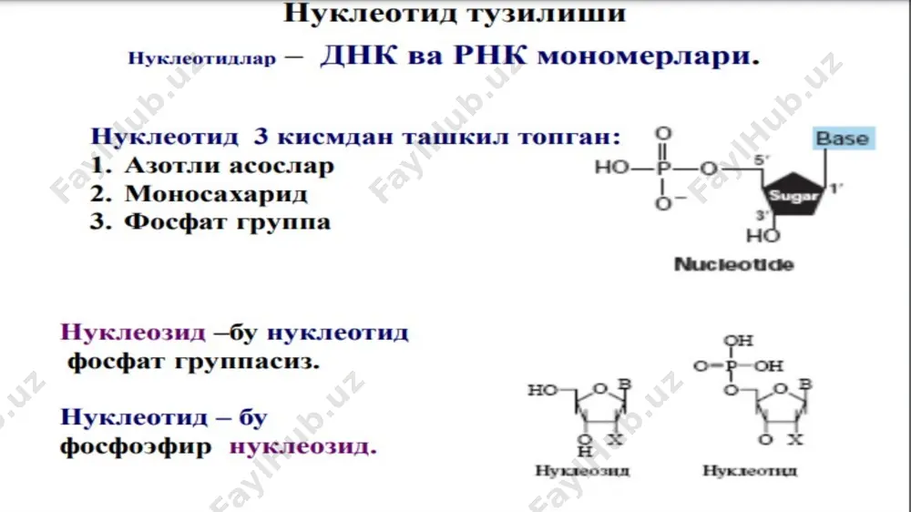 нуклеин кислоталар биокимёси - Page 3
