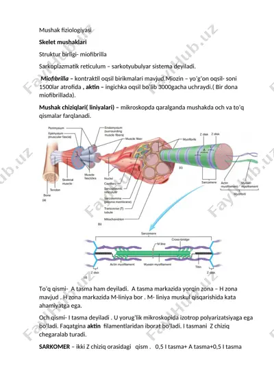 mushak fiziologiyasi — DOC