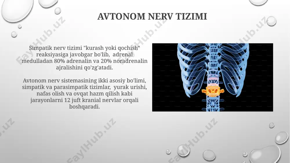 ni qayta ishlash markazi hisoblanadi. orqa miya yallig'lanishi orqa miya yallig'lanishining klinik ko'rinishi turli-tuman bo'lib, og'riq, zaiflik, paresteziya va falaj kabi simptomlar bilan namoyon bo'ladi, og'irligi kasallikning sababiga va og'irligiga bog'liq. orqa miya yallig'lanishi, yoki miyelit, markaziy nerv sistemasining 10-30% hollarda o'tkir infektsiyaviy kasalliklar natijasida yuzaga keladi, bu esa og'ir neyrologik oqibatlarga olib kelishi mumkin. orqa miya kasalliklarining diagnostikasi orqa miya shikastlanishining og'irligini aniqlash uchun mri va kt tekshiruvlari, shuningdek, somatosensorli chaqiriq potentsiali (ssep) kabi elektrofizyologik tadqiqotlar qo'llaniladi. miyelin qobiq kasalliklarini aniqlashda, masalan, disseminatsiyalangan sklerozda, magnit-rezonans tomografiya (mrt) va liqvor tahlili muhim diagnostik usullar hisoblanadi, lekin 80% holatlarda klinik manzara asosiy o'rinni egallaydi. orqa miyaning rivojlanishi orqa miya segmentlari va ularning nerv ildizlari embrion rivojlanishining 5-8 haftalarida shakllanib tugaydi, bu vaqtda 31 juft segment hosil bo'ladi. orqa miya 28 ta somitadan rivojlanib, neyroektoderm hujayralarining differensiatsiyasi natijasida hosil bo'ladi, bu jarayon embrion rivojlanishining 4-haftasida boshlanadi. orqa miyaning funksiyalari orqa miya refleks …
