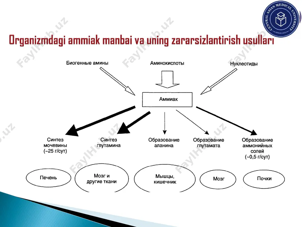 natriy ionlari chiqarilishini oldini oladi. bu yo'l bilan 0,3-0,5 g ammiak zararsizlantiriladi. 1. a) karbamoilfosfatning hosil bo'lishi, b) uning ornitin bilan birikib, sitrullin hosil qilishi. 2. a) argininosuksinatning hosil bo'lishi, b) argininosuksinatning arginin va fumaratga parchalanishi. 3. argininning ornitin va siydikchilga parchalanishi. qonda meyorida 60 mkmol/l ammiak bo'ladi. bir sutkada jigarda 25-30 gr siydikchil sintezlanadi va buyrak orqali chiqariladi. qondagi qoldiq azotning miqdori 15-25 mmol/l. ulardan:  40-50% - siydikchil azoti,  25% - aminokislotalar azoti,  8% - ergotionin,  4% - siydik kislota,  5% - kreatin,  2,5% - kreatinin,  0,5% - indikan va ammiak. 1. irsiy: a) ornitin-karbamoil-transferaza – giperammoniemiya; b) argininosuksinatsintaza – sitrullinuriya; v) argininosuksinatliaza – argininosuksinaturiya 2. orttirilgan a) bolalarda og'ir respirator kasalliklarda b) jigar sirrozida v) buyrak patologiyalarida insonlarda va umurtqalilarda glisinsintaza fermenti ishtirokida kechadi. bu qaytar reaksiyadir. glisinsintaza mitoxondriyalarda bo'lib, oligomer oqsildir: r-oqsil (koferment pf), n-oqsil (lipoat kislota), t-oqsil (koferment n4- …