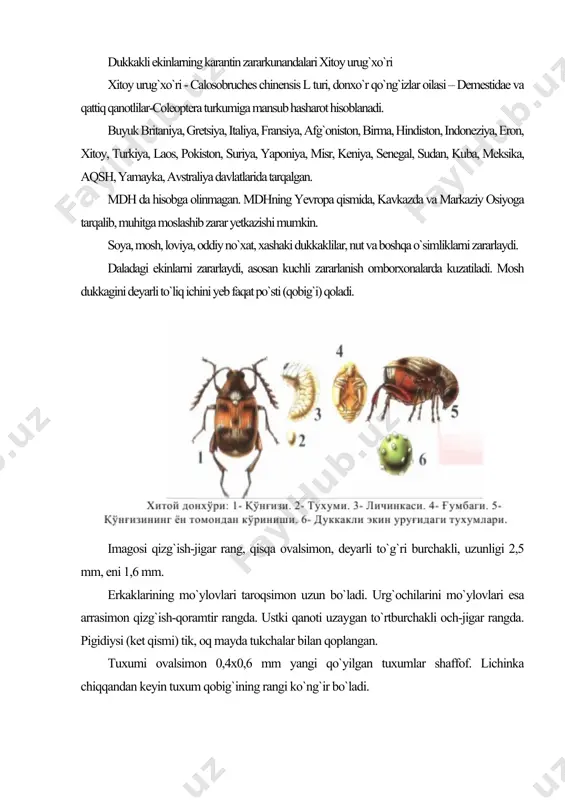 tashlagandan keyin lichinkalar yo`g`on bukilgan oyoqsiz holda bo`ladi. g`umbagining uzunligi 2,5 mm, sarg`ish-oq rangda, erkin tipda. rivojlanishi to`xtovsiz ravishda bo`ladi. qo`ng`izlar hayotining davomiyligi q rtacha 12 kundan 36 kungacha bo`ladi. urg`ochi qo`ng`izlar uruq uruqqa (donga, dukkakka) yoki pishgan dukkaklarga o`rtacha 60 ta tuxum qo`yadi. tuxumlarini dukkakka yopishtirib, dona-dona qilib qo`yadi. bir dukkak yoki donga 30-60 tagacha tuxum qo`yishi mumkin. bitta donda bir necha lichinka rivojlanib, hamda imago berishi mumkin. lichinkalar 3 marta po`st tashlaydi va zararlagan urug` ichida g`umbakka aylanadi. g`umbakdan qo`ng`izlar chiqqandan keyin qobig` sinib, tushib ketadi. hamma bosqichlarini rivojlanishi haroratga bog`liq bo`lib, 45 kundan 196 kungacha cho`zilishi mumkin. qishda rivojlanish 3-4 oyga cho`ziladi. bir yilda xitoy urug`xo`r qo`ng`izi (donxo`ri) aqshda 6-8 ta, tayvanda 10 ta avlod beradi. xitoy urug`xo`r qo`ng`izi hamma rivojlanish fazalarida urug`lik va dukkaklari orqali tarqaladi. g`o`zadagi karantin zararkunandalar paxta kuyasi paxta (g`o`za) kuyasi-pectinophora gossypiella saund., oila-o`mizqanotlilar – gelechiidae, turkum-tanga qanotlilar – lepidoptera, sinf– hasharotlar- insecta, …