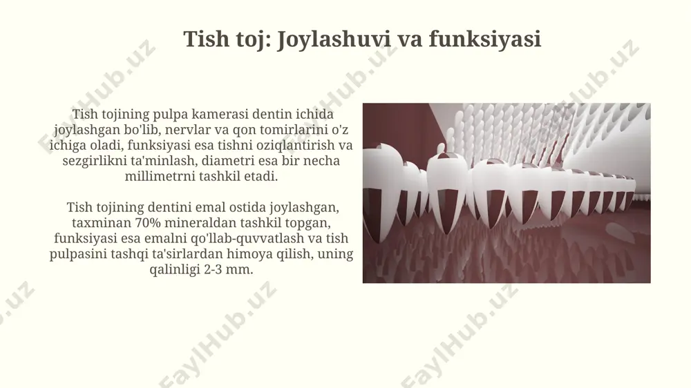 tishlar tuzilishi joylashishi vazifasi - Page 5
