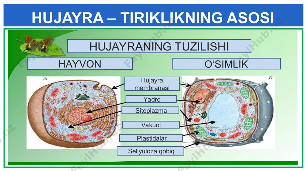 hujayra – tiriklikning asosi - Page 3