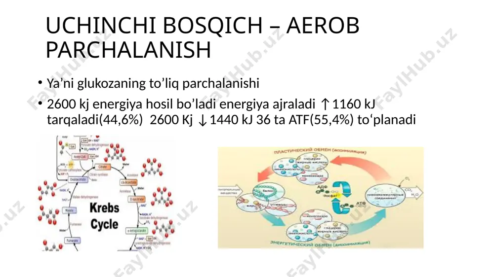 energiya almashinuvi bosqichlari - Page 4