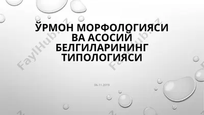 ўрмон морфологияси ва асосий белгиларининг типологияси — PPTX