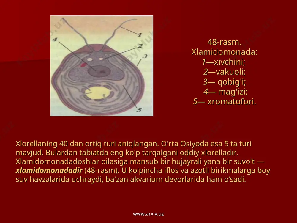 sinf botanika (darslik 63-70-betlar) 2. 9-sinf sitologiya va genetika asoslari (darslik 17-18-betlar). 3. oliy o’quv yurtiga kiruvchilar uchun qo’llanma. www.arxiv.uz www.arxiv.uz