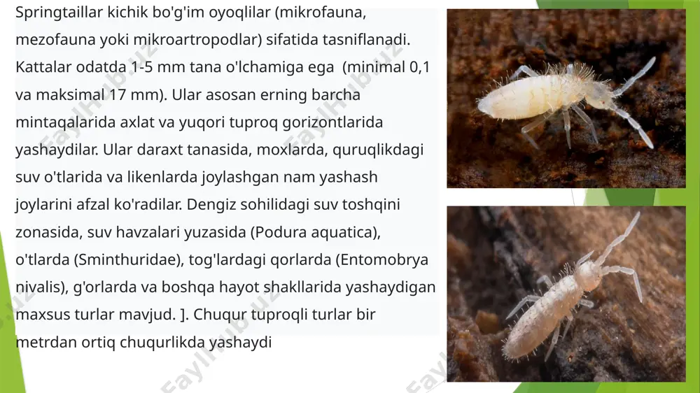 buloqlar (springtails) - Page 2