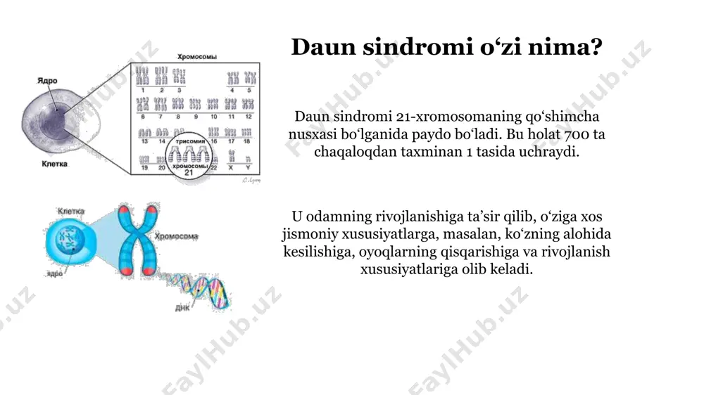 daun sindromi bo‘lgan bolaning oilasi mutaxassislar va ijtimoiy xizmatlardan yordam va ma’lumotlarga muhtoj. inklyuziv jamiyat daun sindromi bilan og‘rigan odamlar o‘zlarini to‘laqonli a’zo deb his qiladigan inklyuziv jamiyatni yaratish muhim vazifa hisoblanadi. daun sindromining bola rivojlanishiga ta’siri jismoniy rivojlanish daun sindromi bo‘lgan bolalarda jismoniy rivojlanish sekinlashishi mumkin, ammo maxsus jismoniy terapiya yordamida ular sezilarli muvaffaqiyatlarga erishishlari mumkin. nutqni rivojlantirish nutq sekinroq rivojlanishi mumkin va daun sindromi bo‘lgan bolalar nutq terapiyasiga muhtoj bo‘lishi mumkin. kognitiv rivojlanish daun sindromi bo‘lgan bolalarda kognitiv rivojlanish sekinlashishi mumkin, ammo maxsus o‘qitish usullari va erta aralashuv yordamida ular muvaffaqiyatli o‘rganishlari mumkin. ijtimoiy rivojlanish daun sindromi bo‘lgan bolalar ko‘pincha ajoyib ijtimoiy ko‘nikmalarga ega va odamlar bilan muloqot qilishdan mamnun. xulosa: inklyuziv kelajak uchun birgalikda daun sindromi - bu bolaning to‘laqonli hayotiga to‘sqinlik qilmaydigan xususiyatdir. erta aralashuv, oilani qo‘llab- quvvatlash va inklyuziv jamiyat daun sindromi bo‘lgan har bir bolaga o‘z salohiyatiga yetishish uchun o‘sishga va rivojlanishga yordam beradi.