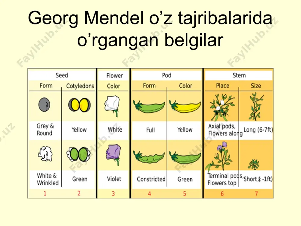 umumiy genetika asoslari. genlarni o’zaro ta’siri. - Page 4